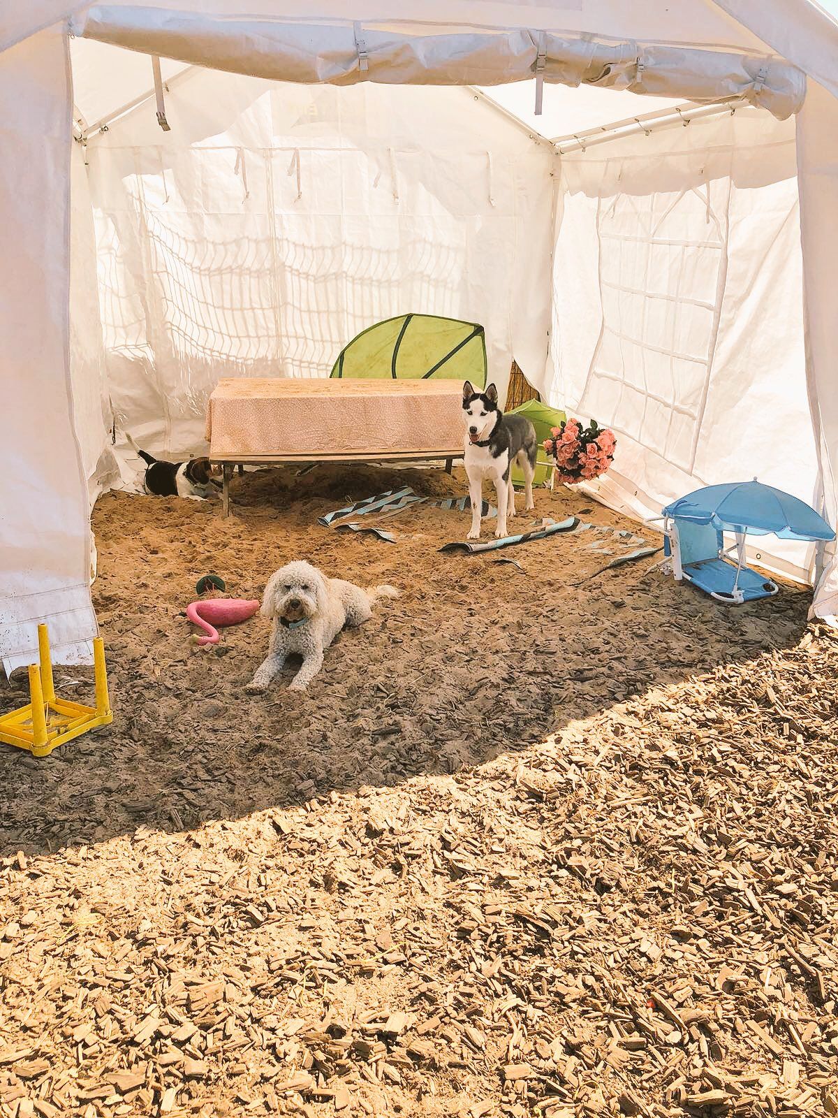 Gala Tent A dog s best friend