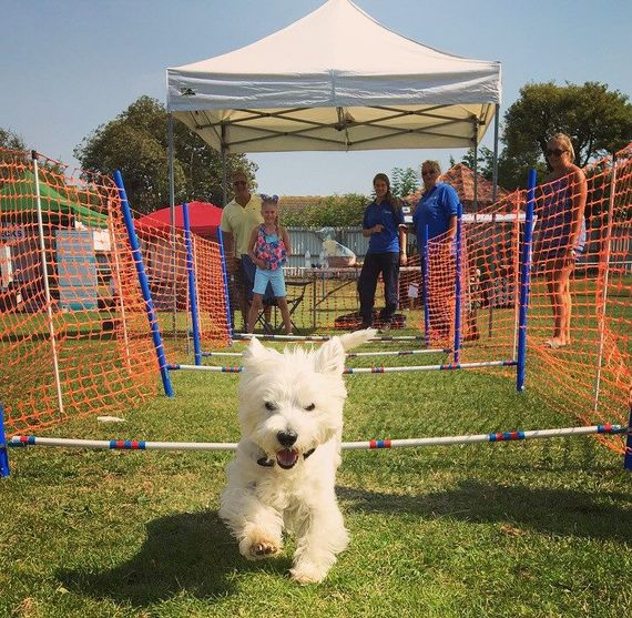 A dog running towards the camera with a white gala shade gazebo in the background at a dog show