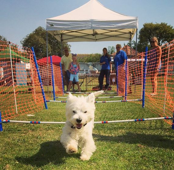 dog show gazebo