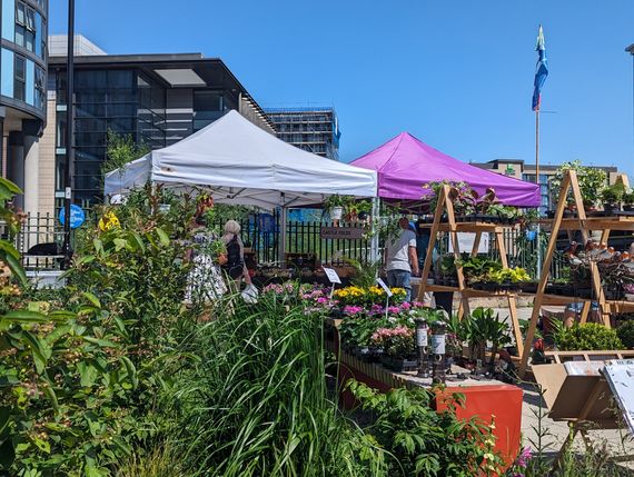 Gala Shade Gazebos with White and Purple canopies at a flower market