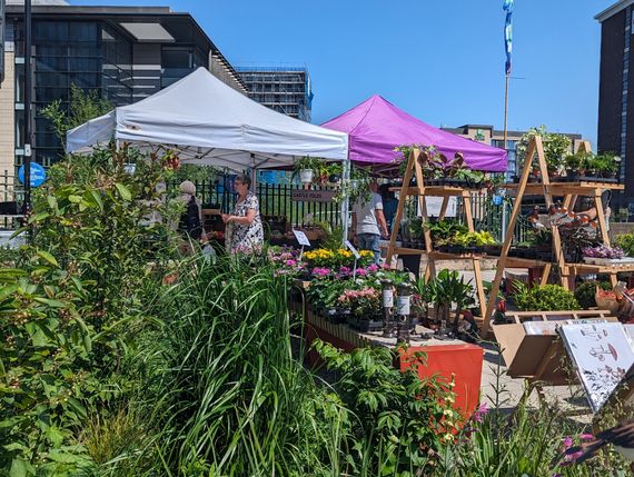 Gala Shade Gazebos with White and Purple canopies at a flower market